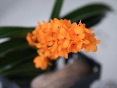 ascocentrum-2