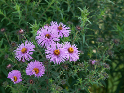 aster-d-automne-1