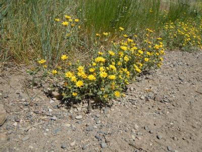 aster-jaune-1