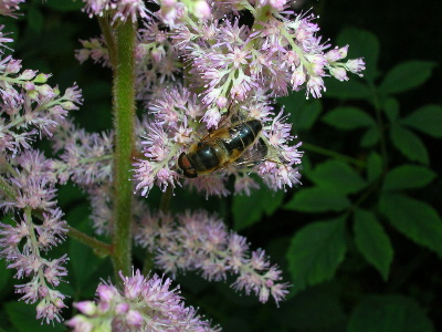 astilbe-de-thunberg-2