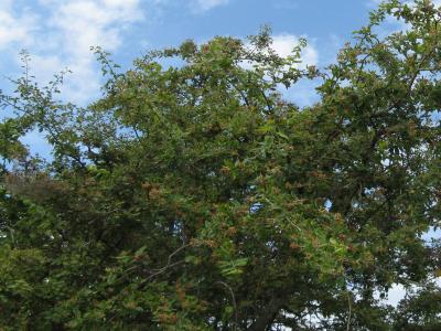 aubepine-chimere-1
