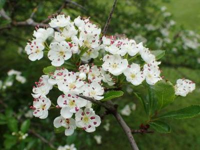 aubepine-de-virginie-1