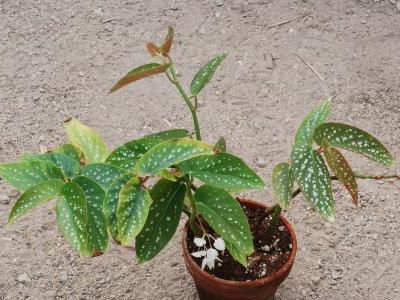 begonia-macule-1