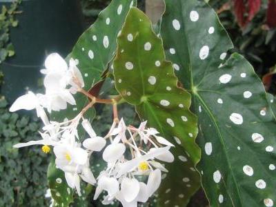 begonia-macule-2