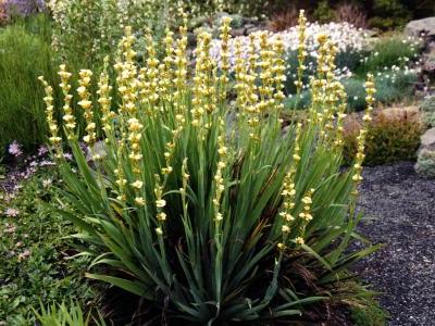 bermudienne-striee-1