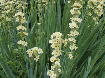 bermudienne-striee-2