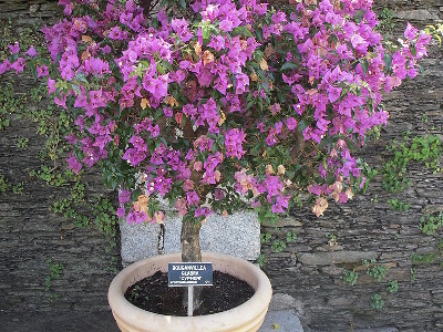 bougainvillier