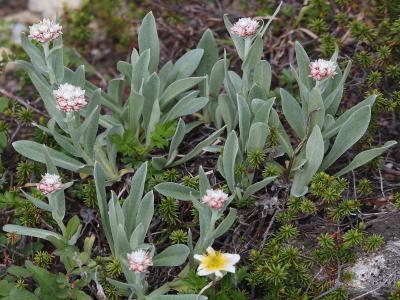 bouton-d-argent-des-alpes-2