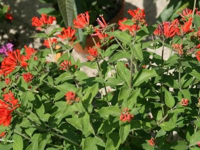 bouvardie-ternifolia-1