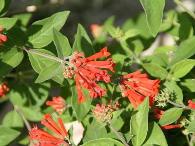 bouvardie-ternifolia-2