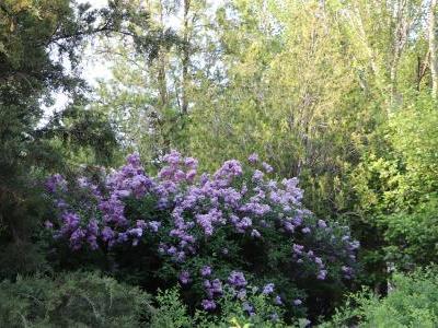 buddleia-a-feuilles-alternes-1