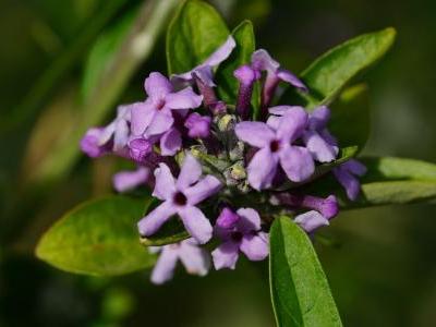 buddleia-a-feuilles-alternes-2