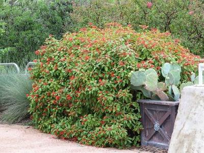 buisson-au-colibri-1