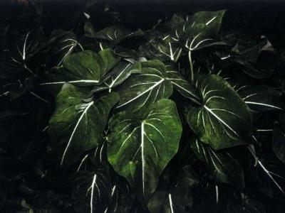 caladium-de-schomburgk-1