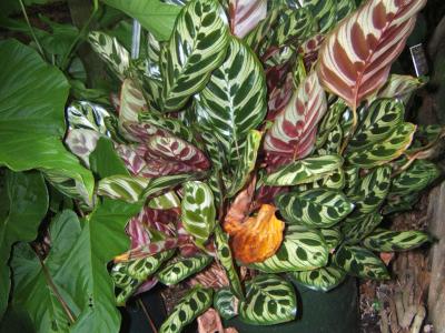 calathea-makoyana-1