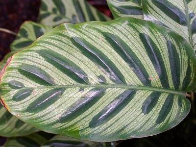 calathea-makoyana-2