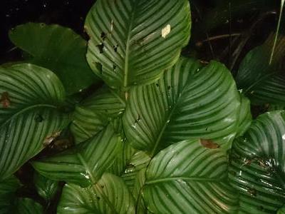 calathea-orbifolia-1