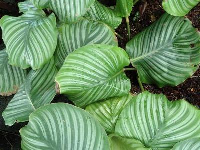 calathea-orbifolia-2