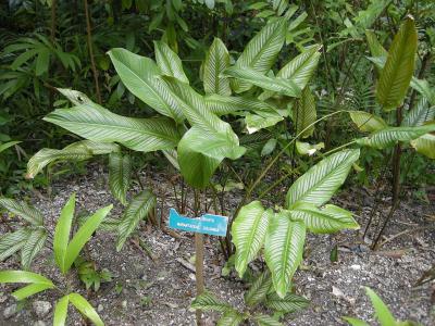 calathea-ornata-1