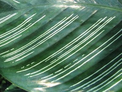 calathea-ornata-2