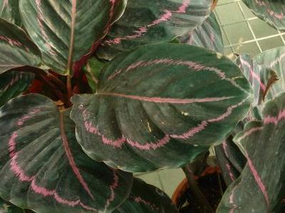 calathea-roseopicta-1