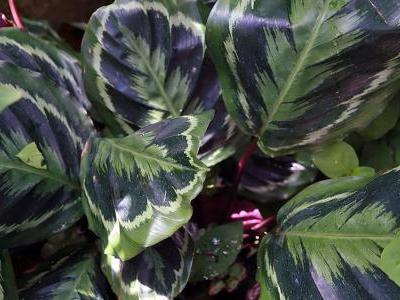 calathea-roseopicta-2