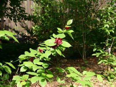 calycanthe-raulstonii-1