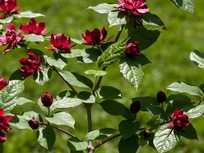 calycanthe-raulstonii-2