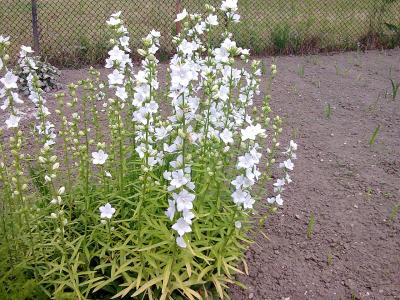 campanule-a-feuilles-de-pecher-1