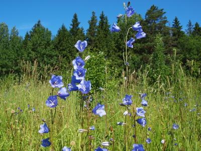campanule-a-feuilles-de-pecher-2