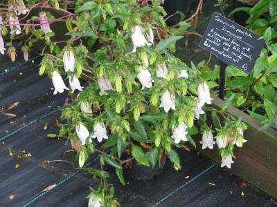 campanule-ponctuee-1
