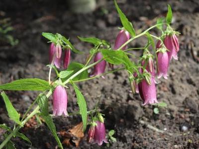 campanule-ponctuee-2