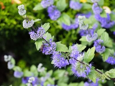 caryopteris-de-clandon-heavenly-blue-1