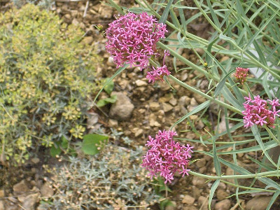 centranthe-a-feuilles-etroites-1