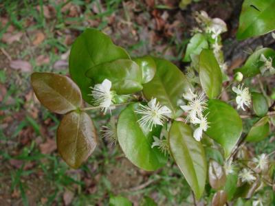 cerisier-de-cayenne-2