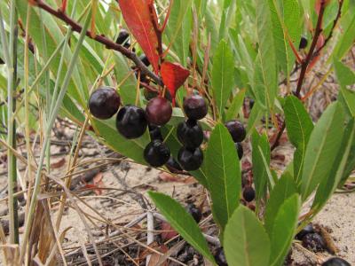 cerisier-des-sables-2