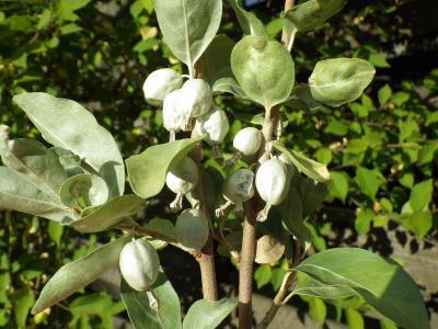 chalef-argente-2