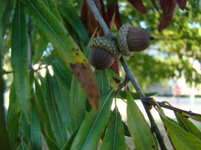 chene-a-feuilles-de-saule-2