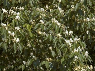 chevrefeuille-de-maack-1