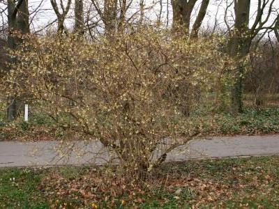 chevrefeuille-pourpre-1