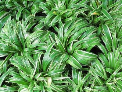 chlorophytum-bichetii-1