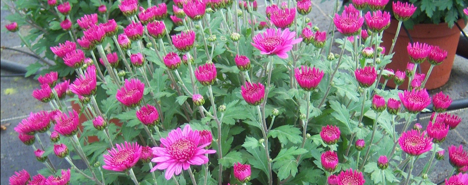 chrysantheme-des-fleuristes2.jpg