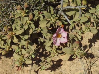 ciste-a-petites-fleurs-2