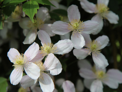 clematite-des-montagnes-2