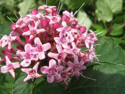 clerodendron-de-bunge-2