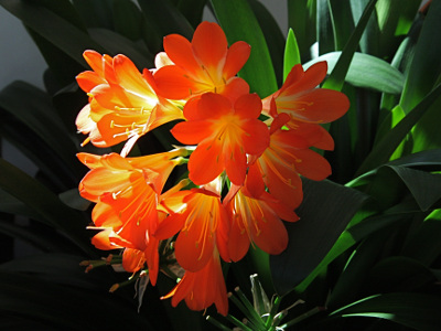 clivia-2