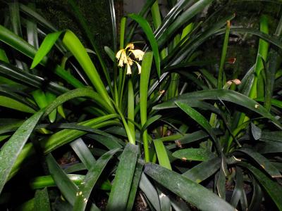 clivia-gardenii-1
