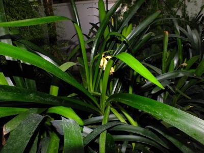 clivia-gardenii-2