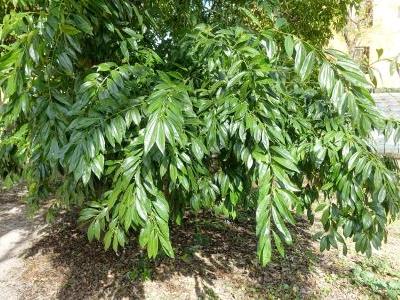 cocculus-a-feuilles-de-laurier-1