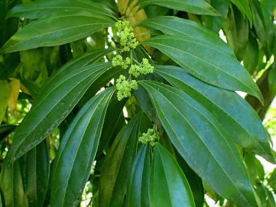cocculus-a-feuilles-de-laurier-2